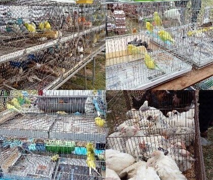 Fiera degli animali, insorgono gli animalisti e le mamme Fiera degli animali, insorgono gli animalisti e le mamme