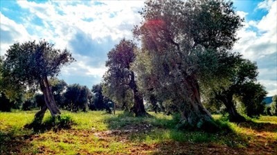 Secolari del Salento, maggio 2019 - Scatto di Francesco De Vincentis Secolari del Salento, maggio 2019 - Scatto di Francesco De Vincentis