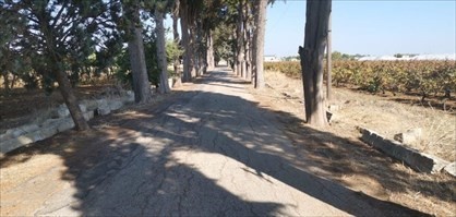 Manduria, viale del cimitero, quello che resta dei muretti ai lati, ottobre 2019