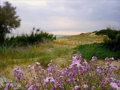 Dune in fiore, San Pietro in Bevagna, marina di Manduria, maggio 2020 - Di Milena Pichierri