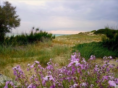 Dune in fiore, San Pietro in Bevagna, marina di Manduria, maggio 2020 - Di Milena Pichierri Dune in fiore, San Pietro in Bevagna, marina di Manduria, maggio 2020 - Di Milena Pichierri