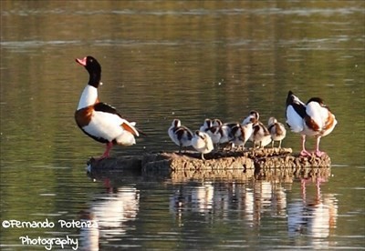 Famiglia di Volpoche, oasi Salina dei Monaci, marina di Manduria Famiglia di Volpoche, oasi Salina dei Monaci, marina di Manduria