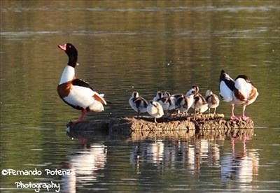 Famiglia di Volpoche, oasi Salina dei Monaci, marina di Manduria