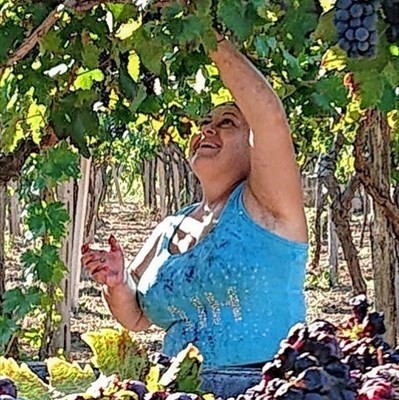 Vendemmia, Manduria, settembre 2020 - Scatto di Fernando Maria Maurizio Potenza Vendemmia, Manduria, settembre 2020 - Scatto di Fernando Maria Maurizio Potenza