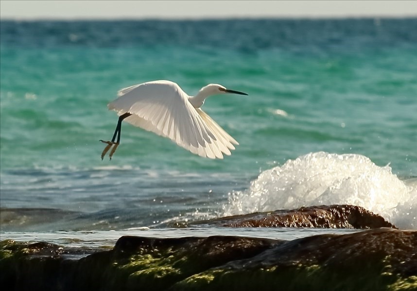 Egretta Garzetta alla foce del fiume Chidro - novembre 2020 - Scatto di Piero