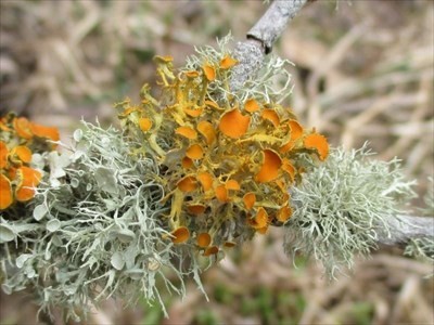 Il lichene manduriano scomparso nell’