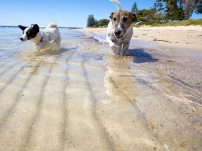 LA VOCE a Milena Giammieri  (Sui cani in spiaggia)