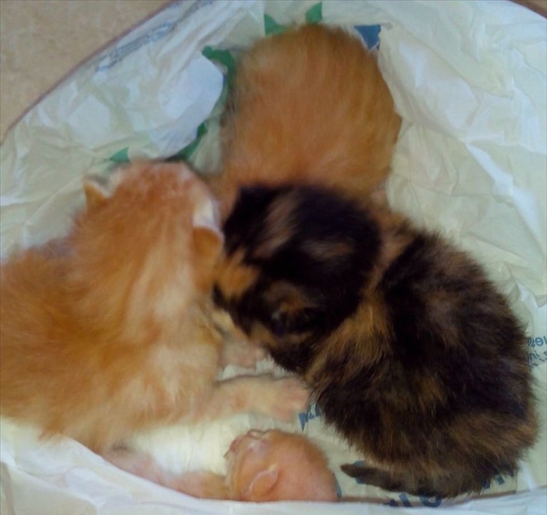 I gattini salvati I gattini salvati
