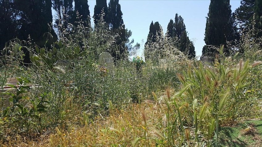 Tombe coperte dall'erba incolta