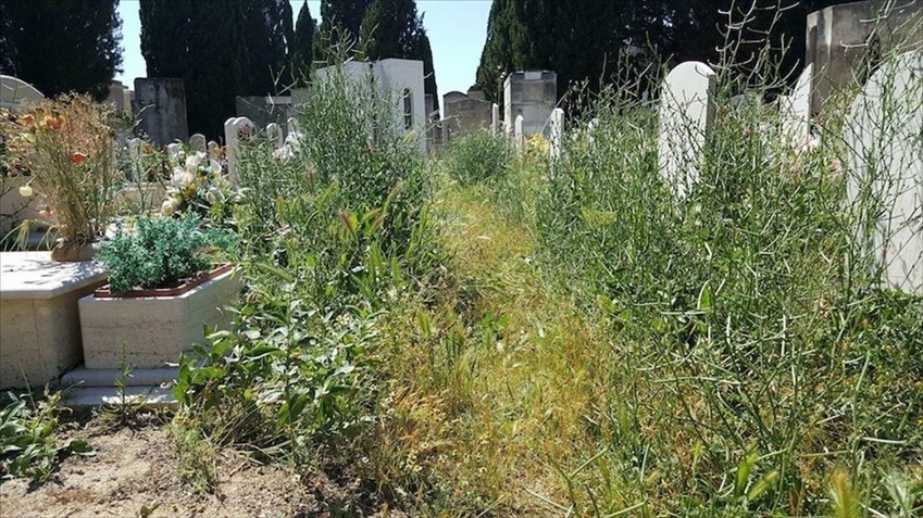 Tombe coperte dall'erba incolta