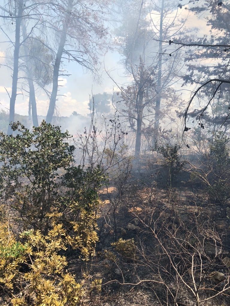 Il bosco in fiamme