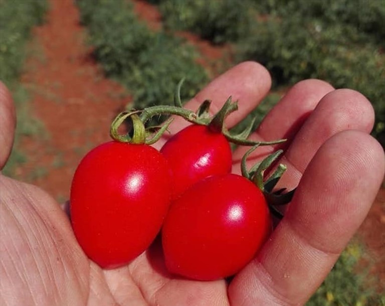 Il pomodorino di Manduria appena raccolto