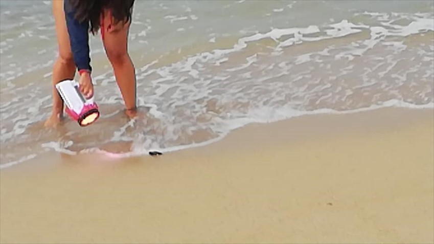 I volontari del Wwf assistono la schiusa e aiutano le tartarughe a raggiungere il mare