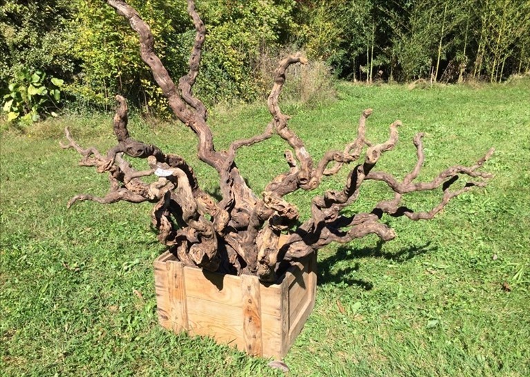 I ceppi di Primitivo del I ceppi di Primitivo del