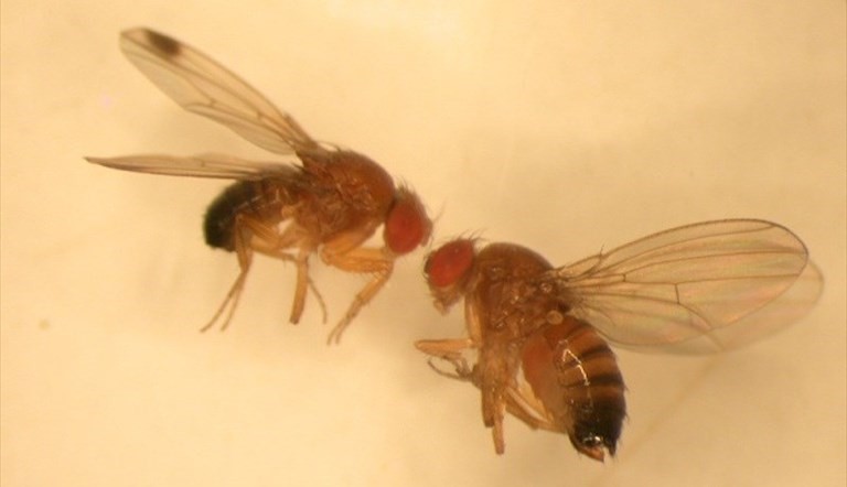 Drosophila suzukii Matsumura