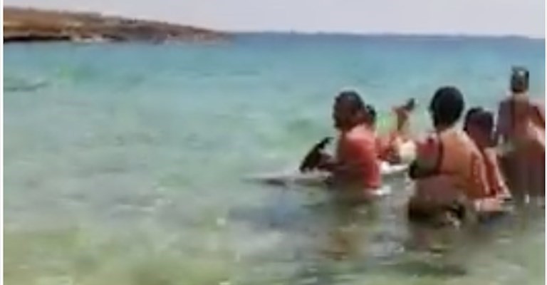 Il delfino con la corda annodata alla coda trascinato a riva dai bagnanti
