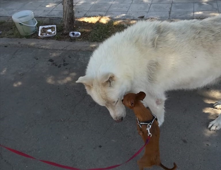 Willy viene accolto da un suo amico a quattro zampe