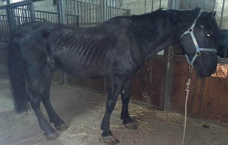 Gli animalisti parte civile nel processo per la morte del cavallo Nerone