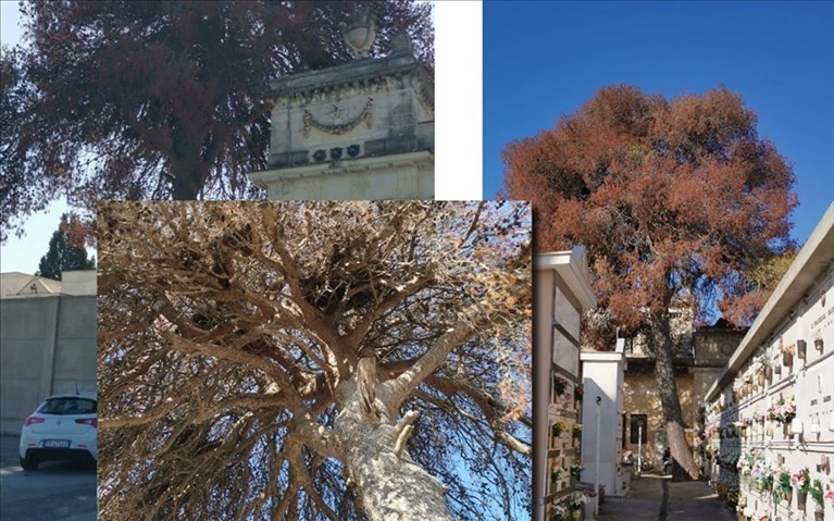Il pino del cimitero Il pino del cimitero
