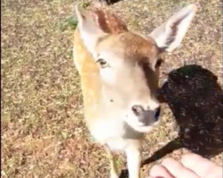 Bambi si fa accarezzare Bambi si fa accarezzare