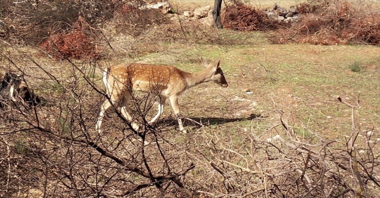 Bambi Bambi