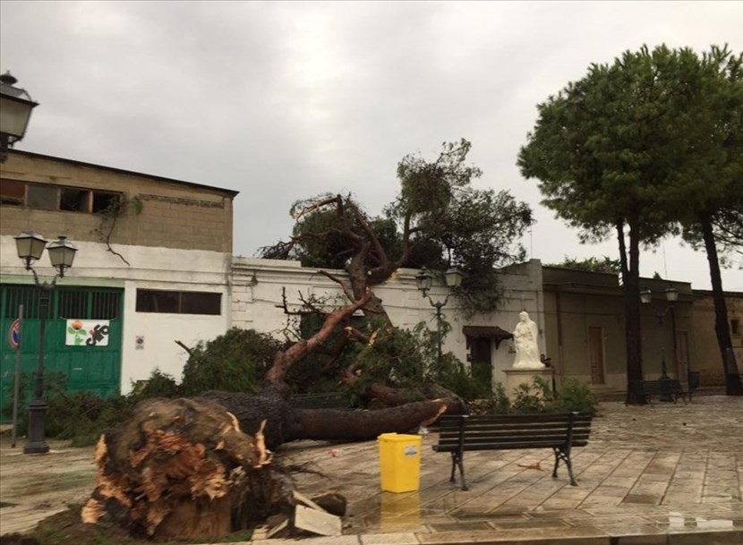 Alberi abbattuti a Mesagne