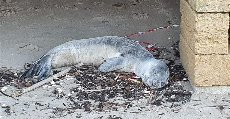La foca monaca del Salento La foca monaca del Salento