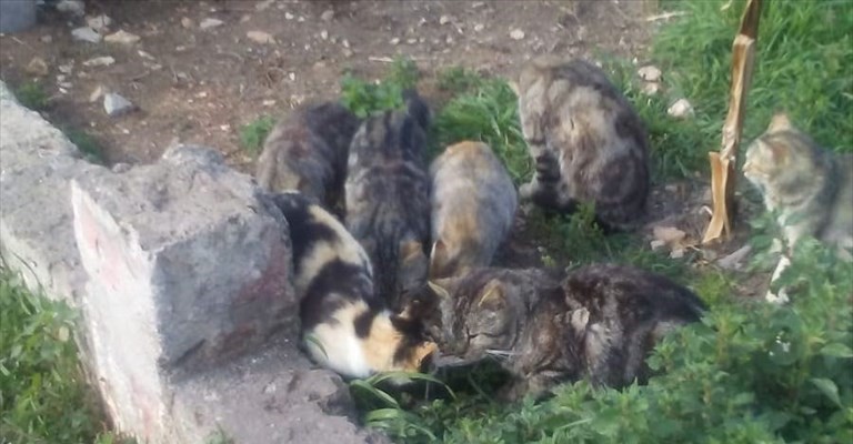 Una parte della colonia di gatti della zona Fiume Chidro Una parte della colonia di gatti della zona Fiume Chidro