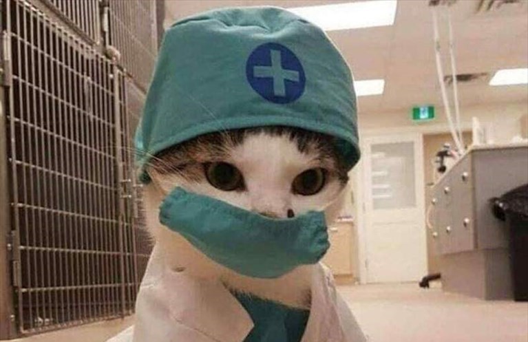Gatto e mascherina Gatto e mascherina