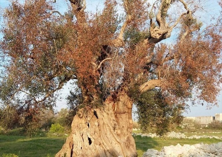 Albero colpito dalla Xylella Albero colpito dalla Xylella
