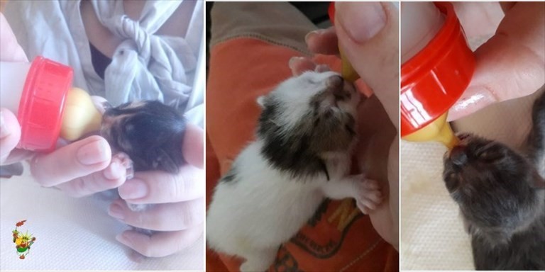 I gattini salvati I gattini salvati
