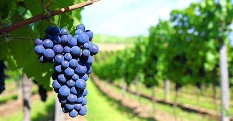 Primitivo uva Primitivo uva