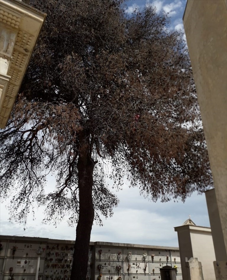 Il pino secco Il pino secco