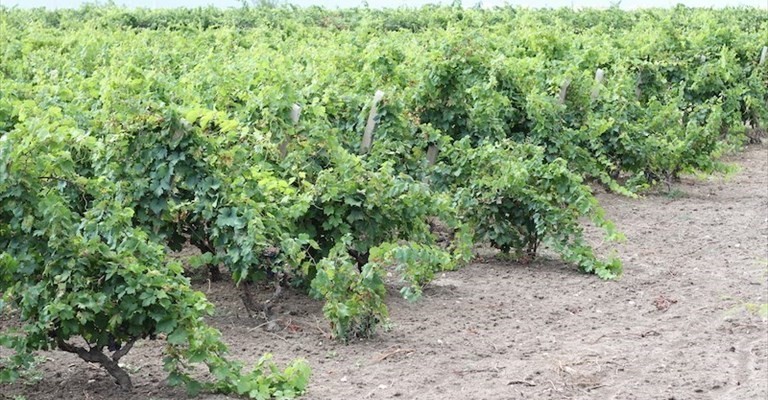 Vitigno di Primitivo Vitigno di Primitivo