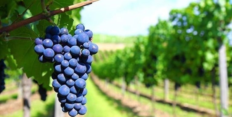 Primitivo uva Primitivo uva