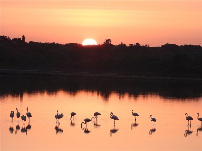 Tramonto rosa sulla Salina con i fenicotteri