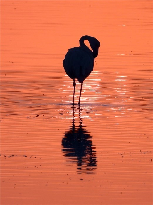 Tramonto rosa sulla Salina con i fenicotteri