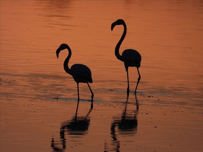 Tramonto rosa sulla Salina con i fenicotteri