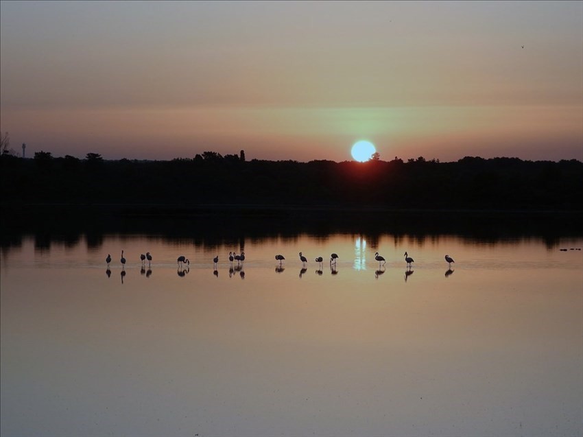 Tramonto rosa sulla Salina con i fenicotteri