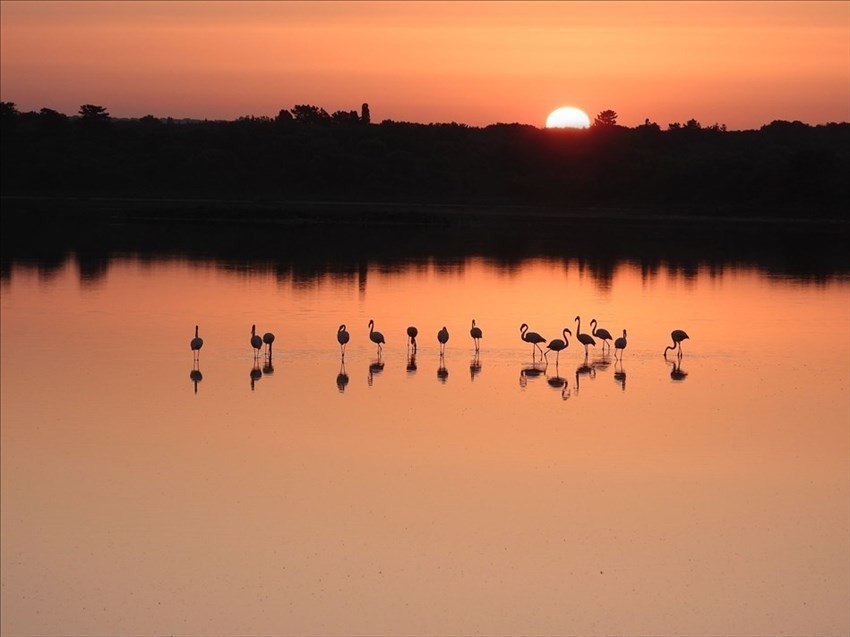 Tramonto rosa sulla Salina con i fenicotteri