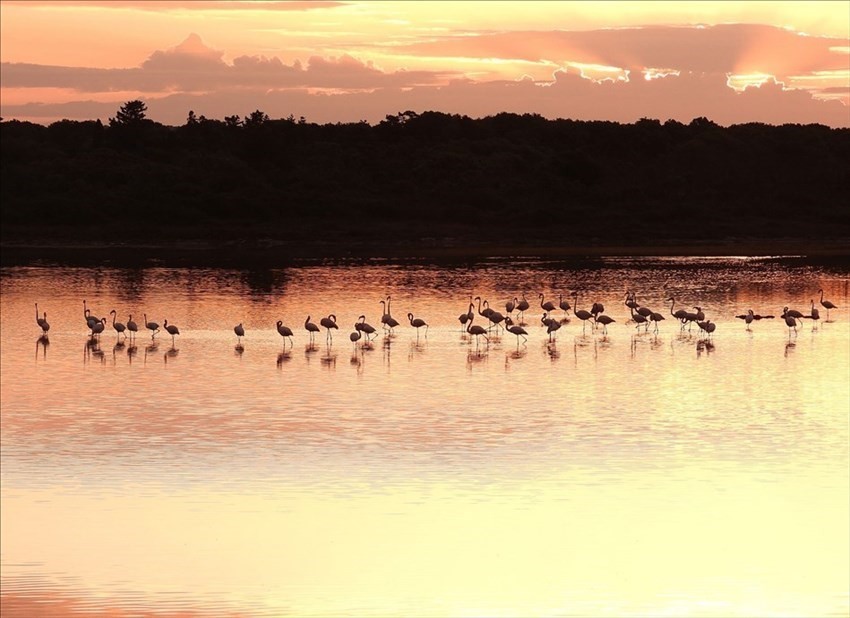 Il risveglio dei fenicotteri rosa alla Salina