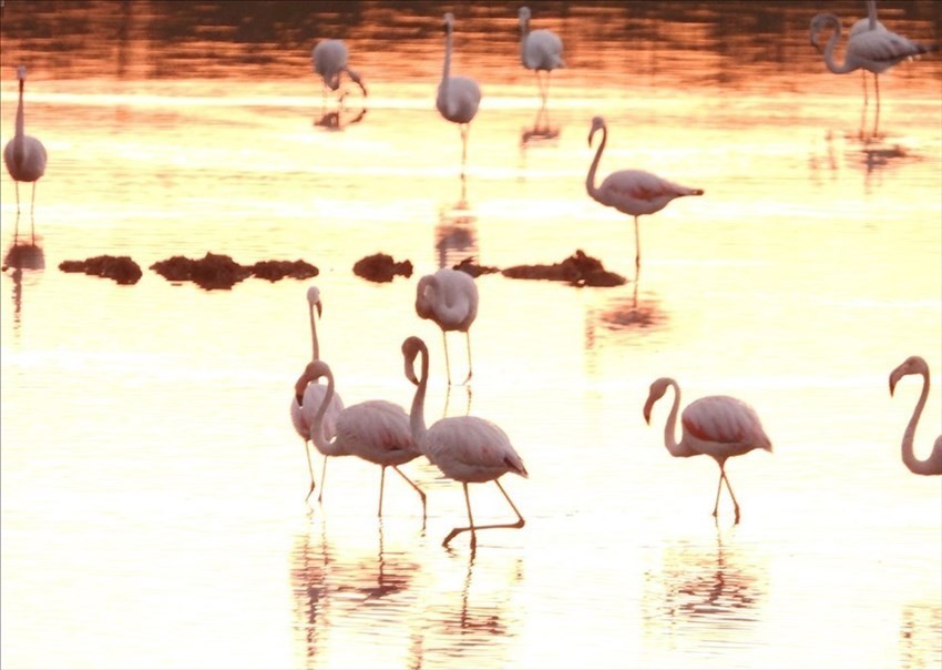 Il risveglio dei fenicotteri rosa alla Salina