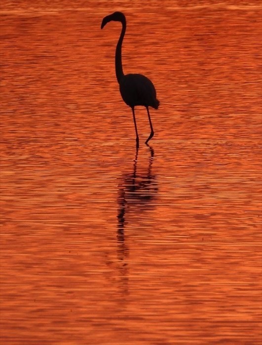 Il risveglio dei fenicotteri rosa alla Salina