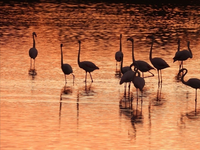 Il risveglio dei fenicotteri rosa alla Salina