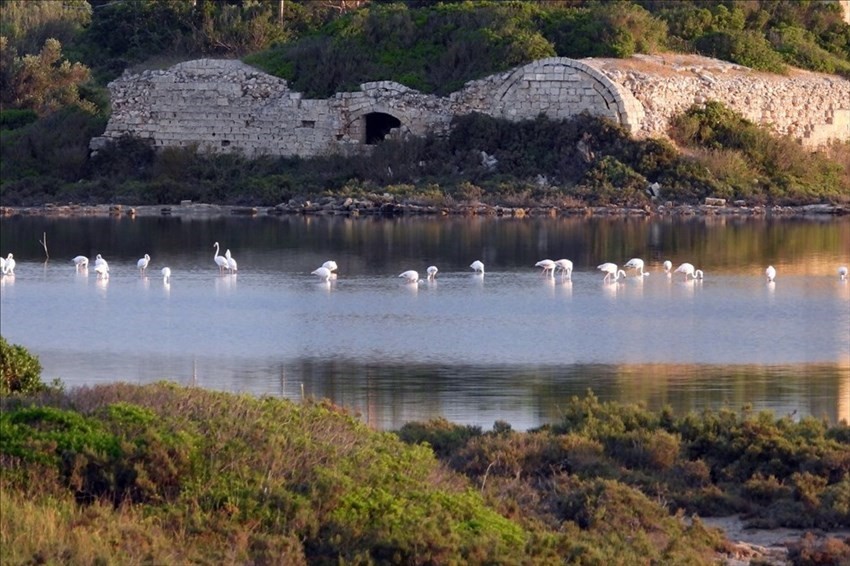 Il risveglio dei fenicotteri rosa alla Salina