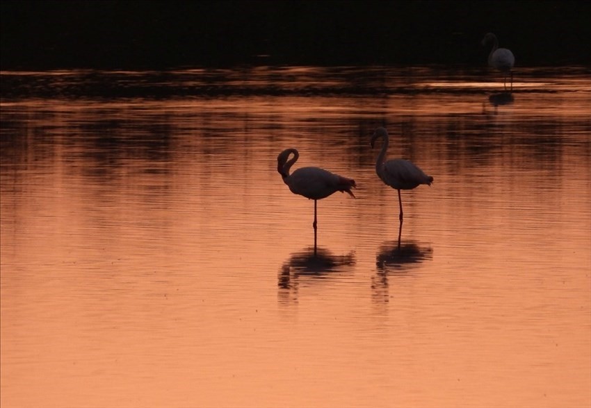 Il risveglio dei fenicotteri rosa alla Salina