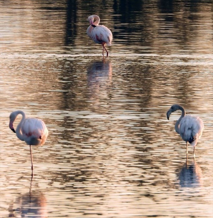 Il risveglio dei fenicotteri rosa alla Salina