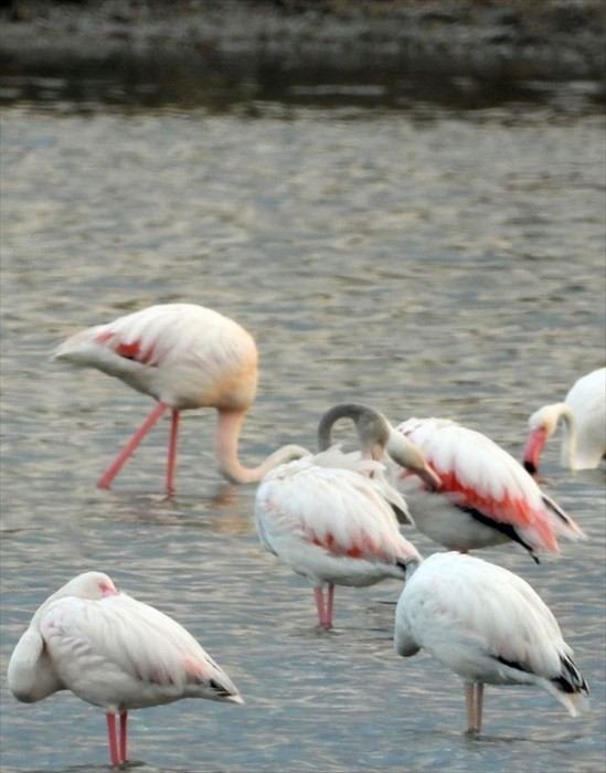 Il risveglio dei fenicotteri rosa alla Salina