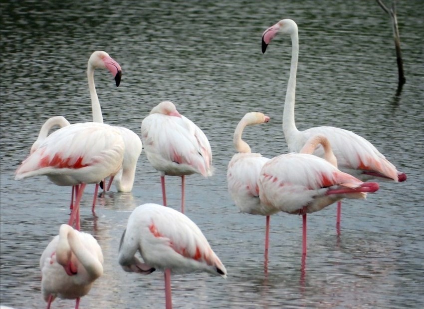 Il risveglio dei fenicotteri rosa alla Salina