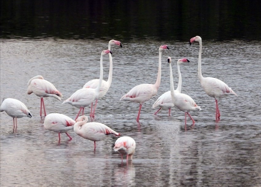 Il risveglio dei fenicotteri rosa alla Salina